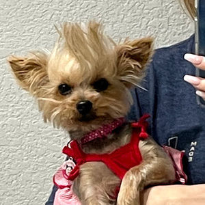 Meet your Posher, Ashley